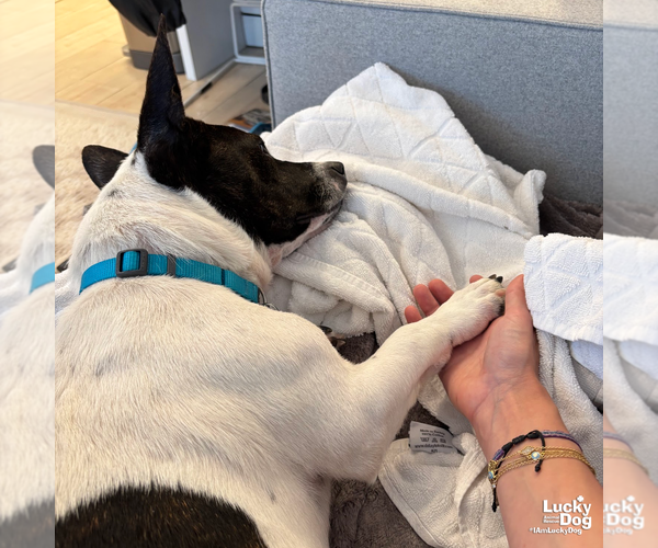 Medium Photo #8 Basset Hound-Unknown Mix Puppy For Sale in Washington, DC, USA