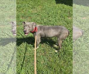 Honda:  At shelter - Female Mutt Dog for Adoption - Photo #7