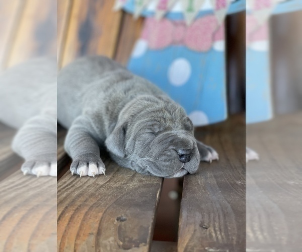 Medium Photo #5 Great Dane Puppy For Sale in PINNACLE, NC, USA