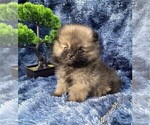 Small #13 Pomeranian