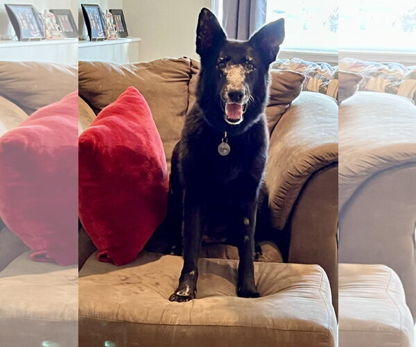 Medium Photo #1 German Shepherd Dog Puppy For Sale in Centreville, VA, USA