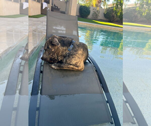 Medium Photo #5 Boxerhoula Puppy For Sale in Chandler, AZ, USA