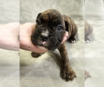 Puppy Rose Boxer