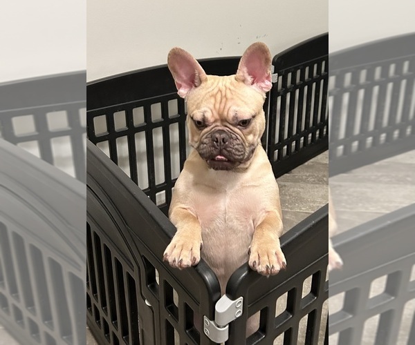 Medium Photo #3 French Bulldog Puppy For Sale in LOUISVILLE, KY, USA