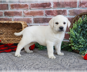 Labrador Retriever Puppy for sale in SYRACUSE, IN, USA