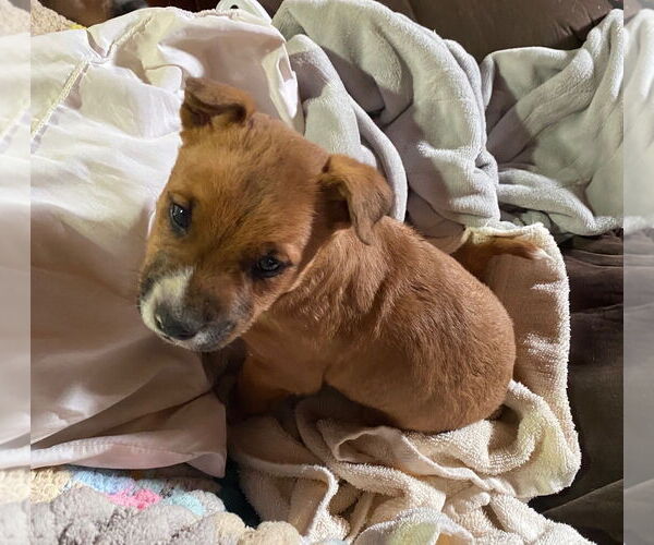 Medium Photo #3 Mutt Puppy For Sale in Sanford, FL, USA