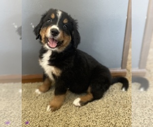 Bernese Mountain Dog Puppy for sale in BERGHOLZ, OH, USA