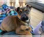 Small Photo #3 German Shepherd Dog-Unknown Mix Puppy For Sale in Cary, NC, USA