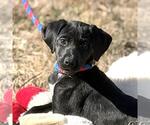 Small Labrador Retriever Mix