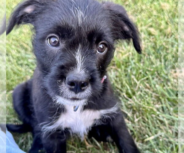 Medium Photo #1 Bearded Collie-Unknown Mix Puppy For Sale in Des Moines, IA, USA