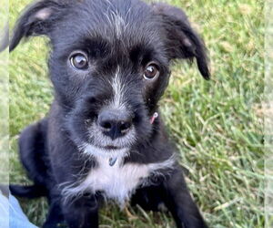 Bearded Collie-Unknown Mix Dogs for adoption in Des Moines, IA, USA