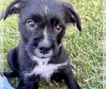 Small Bearded Collie Mix