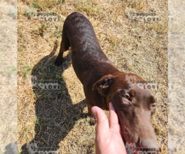 Medium Photo #1 Labrador Retriever Puppy For Sale in SANGER, TX, USA