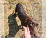 Small Photo #1 Labrador Retriever Puppy For Sale in SANGER, TX, USA