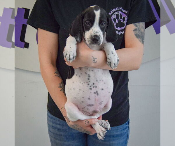 Medium Photo #4 Beagle-Brittany Mix Puppy For Sale in Huntley, IL, USA