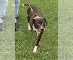 Small Photo #9 American Pit Bull Terrier-Unknown Mix Puppy For Sale in Rustburg, VA, USA