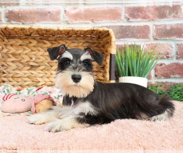 Medium Photo #3 Schnauzer (Miniature) Puppy For Sale in SYRACUSE, IN, USA