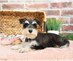 Small #2 Schnauzer (Miniature)