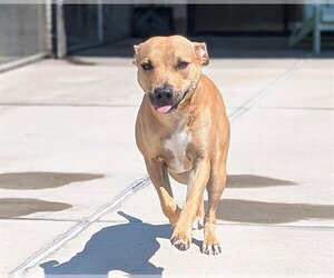 American Pit Bull Terrier Dogs for adoption in Denver, CO, USA