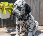 Small Photo #30 Dalmatian Puppy For Sale in GOSHEN, IN, USA
