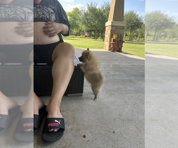 Medium Photo #8 Pomeranian Puppy For Sale in DEL VALLE, TX, USA
