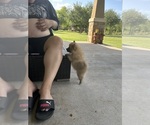 Small #7 Pomeranian