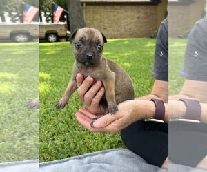 American Pit Bull Terrier-Bulldog Mix Dogs for adoption in Euless, TX, USA