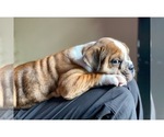 Small Photo #11 Olde English Bulldogge Puppy For Sale in OVERLAND, KS, USA