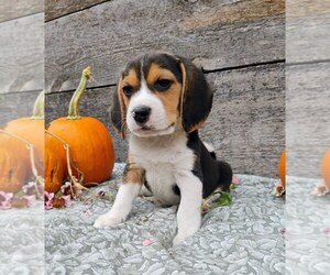 Beagle Puppy for sale in EVERETT, WA, USA