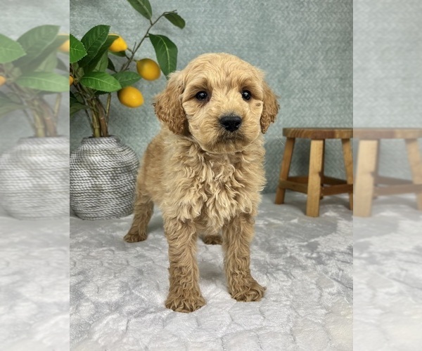 Medium Photo #3 Goldendoodle (Miniature) Puppy For Sale in FRANKLIN, IN, USA