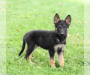 German Shepherd Dog Puppy for sale in FREDERICKSBG, OH, USA