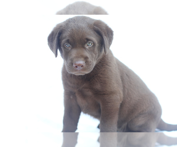 Medium Photo #3 Labrador Retriever Puppy For Sale in PIEDMONT, SC, USA