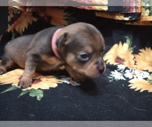 Medium Photo #5 Chihuahua Puppy For Sale in MANCHESTER, PA, USA