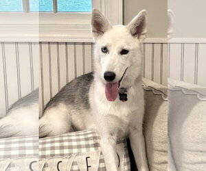 Siberian Husky-Unknown Mix Dogs for adoption in Rockaway, NJ, USA