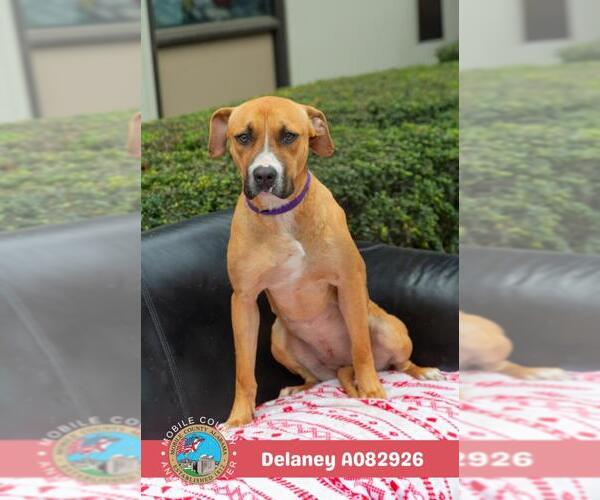 Medium Photo #1 Black Mouth Cur-Unknown Mix Puppy For Sale in Mobile, AL, USA