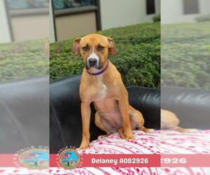 Black Mouth Cur-Unknown Mix Dogs for adoption in Mobile, AL, USA
