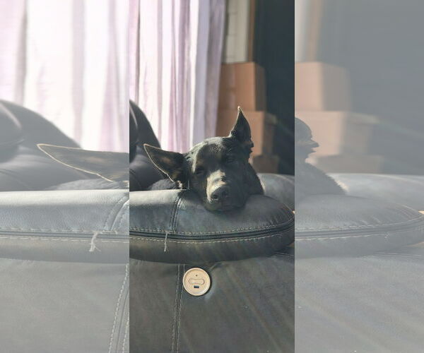 Medium Photo #1 German Shepherd Dog Puppy For Sale in Hinckley, IL, USA