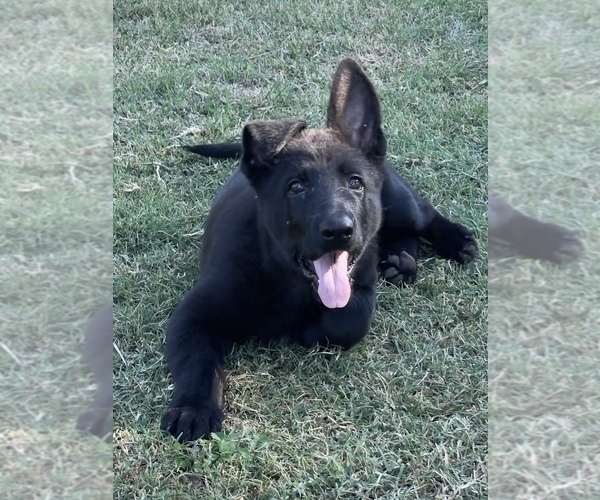 Medium Photo #2 German Shepherd Dog Puppy For Sale in WACO, TX, USA