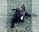 Small Photo #2 German Shepherd Dog Puppy For Sale in WACO, TX, USA