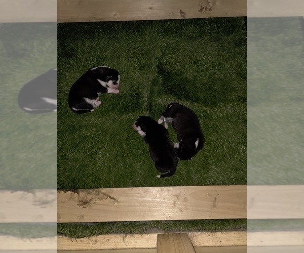 Medium Photo #123 Siberian Husky Puppy For Sale in ALTON, IL, USA