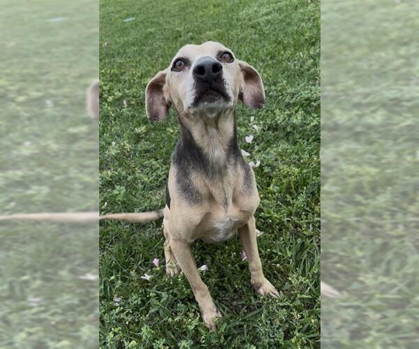 Medium Photo #2 Labbe Puppy For Sale in Rosenberg, TX, USA