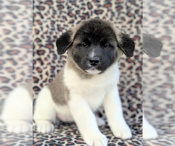 Medium Photo #1 Akita Puppy For Sale in LANCASTER, PA, USA