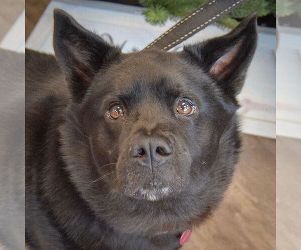 Medium Photo #1 German Shepherd Dog-Unknown Mix Puppy For Sale in Huntley, IL, USA