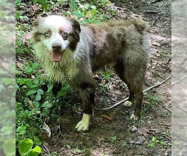 Medium Photo #2 Australian Shepherd Puppy For Sale in Rustburg, VA, USA