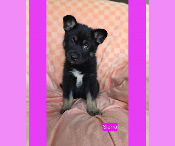 Medium Photo #3 American Pit Bull Terrier-Unknown Mix Puppy For Sale in Duluth, MN, USA