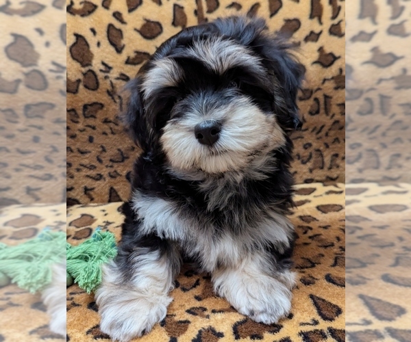Medium Photo #3 Havanese Puppy For Sale in POST FALLS, ID, USA