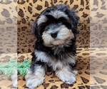 Small #2 Havanese