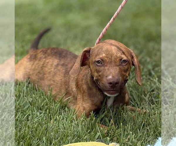 Medium Photo #4 Catahoula Leopard Dog-Unknown Mix Puppy For Sale in Yardley, PA, USA