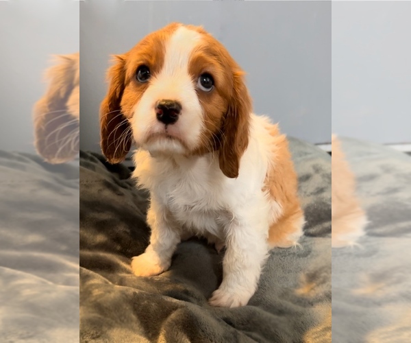 Medium Photo #3 Cavalier King Charles Spaniel Puppy For Sale in NILES, MI, USA