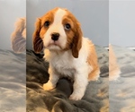 Small Photo #3 Cavalier King Charles Spaniel Puppy For Sale in NILES, MI, USA